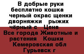 В добрые руки бесплатно,кошка,2.5черный окрас,щенки дворняжки,3 рыжих 1 чёрный,с › Цена ­ - - Все города Животные и растения » Кошки   . Кемеровская обл.,Гурьевск г.